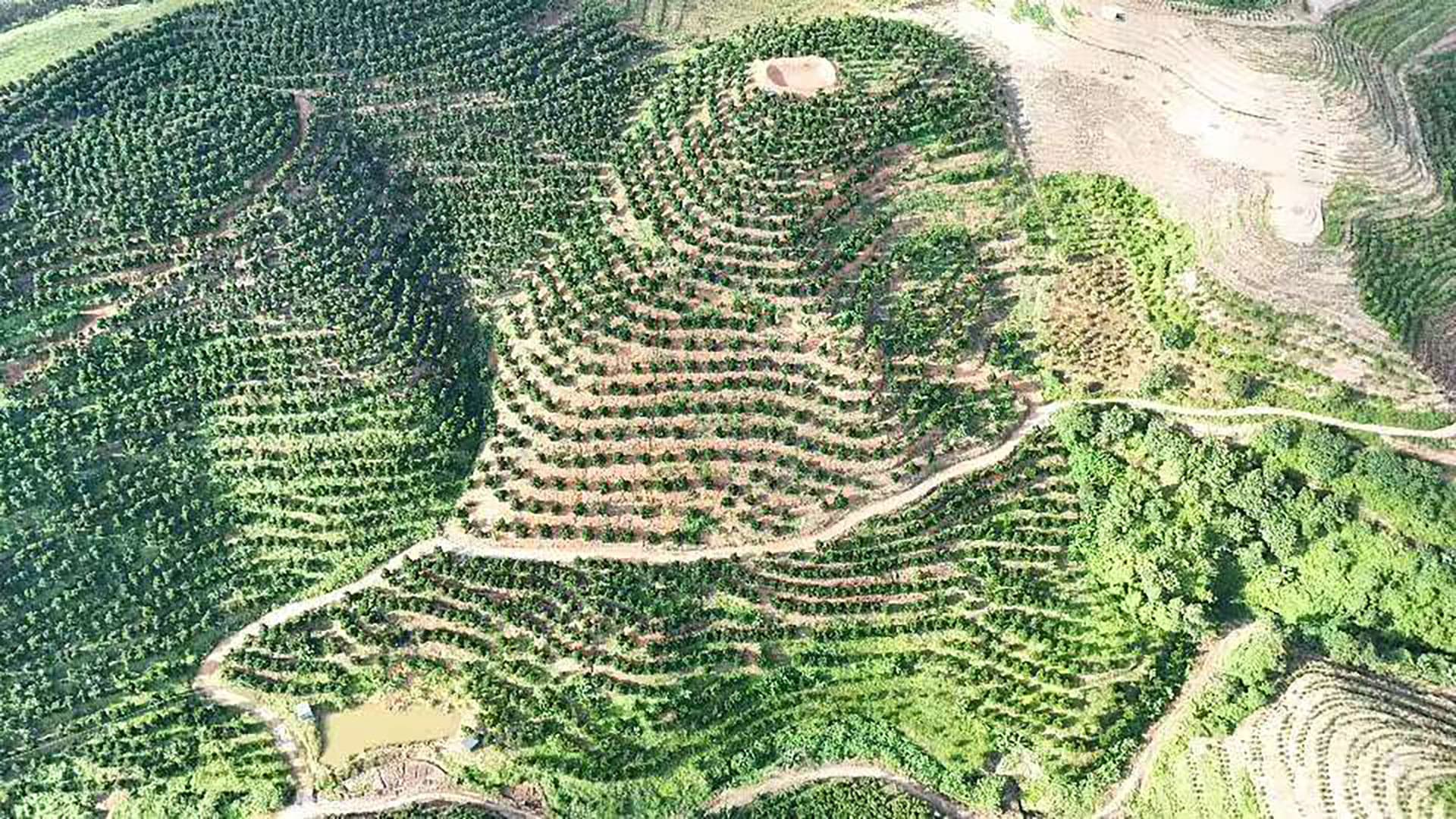 2026年に向けた新規カカオ栽培プロジェクトが始動。